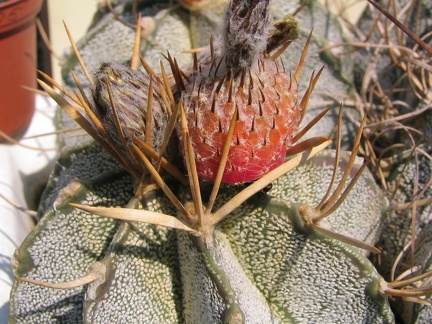 Astrophytum niveum v. flavispinum
