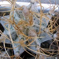Astrophytum niveum v. flavispinum