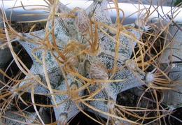 Astrophytum niveum v. flavispinum