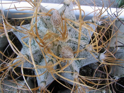 Astrophytum niveum v. flavispinum