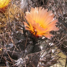 Astrophytum niveum