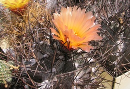 Astrophytum niveum