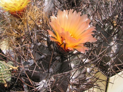 Astrophytum niveum