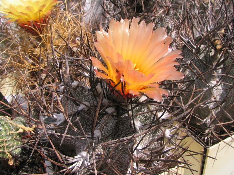 Astrophytum niveum