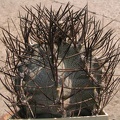 Astrophytum niveum