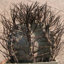 Astrophytum niveum