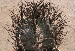 Astrophytum niveum