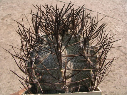 Astrophytum niveum