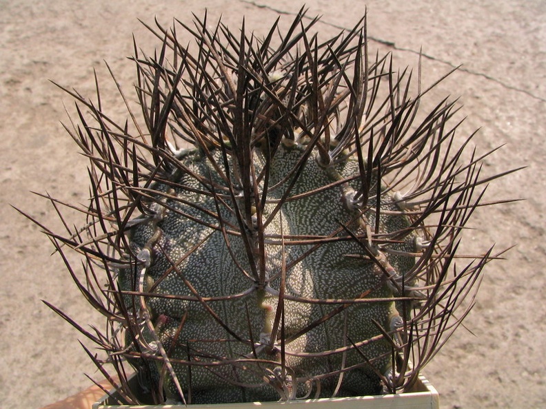 Astrophytum niveum