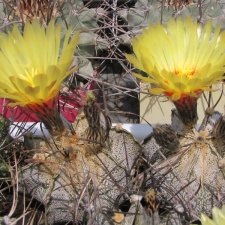 Astrophytum niveum