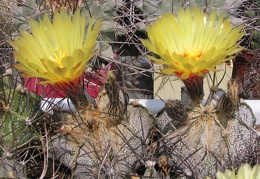 Astrophytum niveum