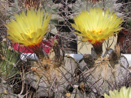 Astrophytum niveum