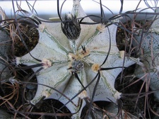 Astrophytum niveum