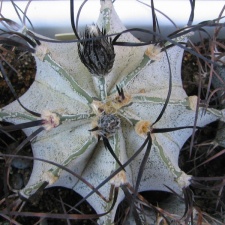 Astrophytum niveum
