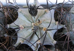 Astrophytum niveum