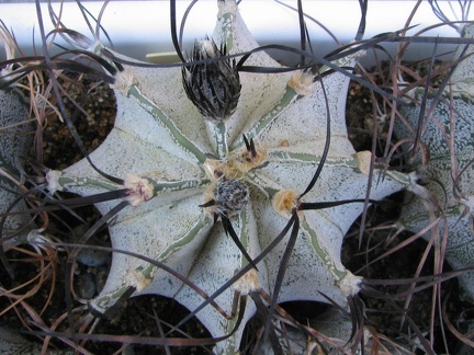 Astrophytum niveum