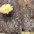 Astrophytum niveum