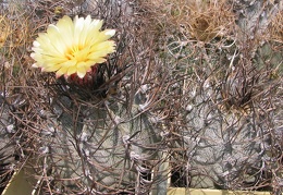 Astrophytum niveum