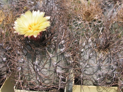 Astrophytum niveum
