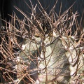 Astrophytum niveum