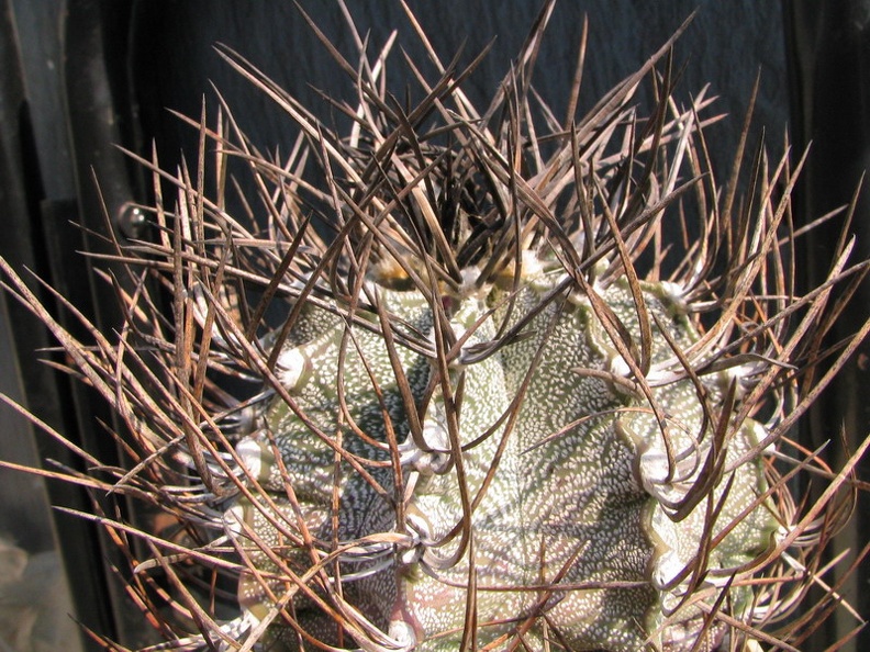 Astrophytum niveum