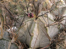 Astrophytum niveum