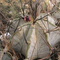 Astrophytum niveum