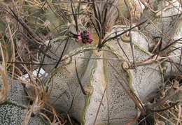 Astrophytum niveum