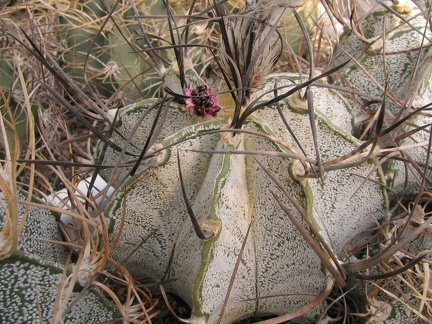 Astrophytum niveum