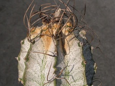 Astrophytum niveum