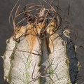 Astrophytum niveum
