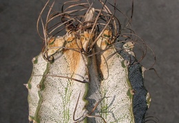 Astrophytum niveum