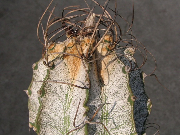Astrophytum niveum