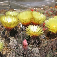 Astrophytum niveum