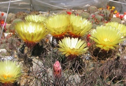 Astrophytum niveum