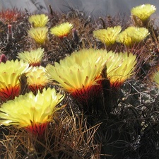 Astrophytum niveum