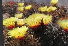 Astrophytum niveum