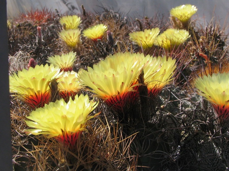 Astrophytum niveum