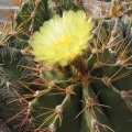 Astrophytum ornatum v. glabrescens
