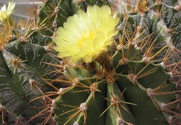 Astrophytum ornatum v. glabrescens