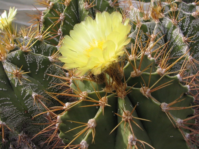 Astrophytum ornatum v. glabrescens