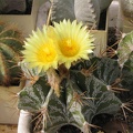 Astrophytum ornatum