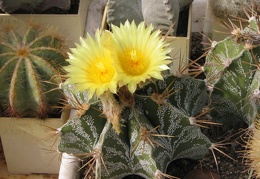 Astrophytum ornatum