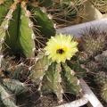 Astrophytum ornatum