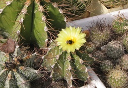 Astrophytum ornatum