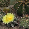 Astrophytum ornatum