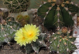 Astrophytum ornatum