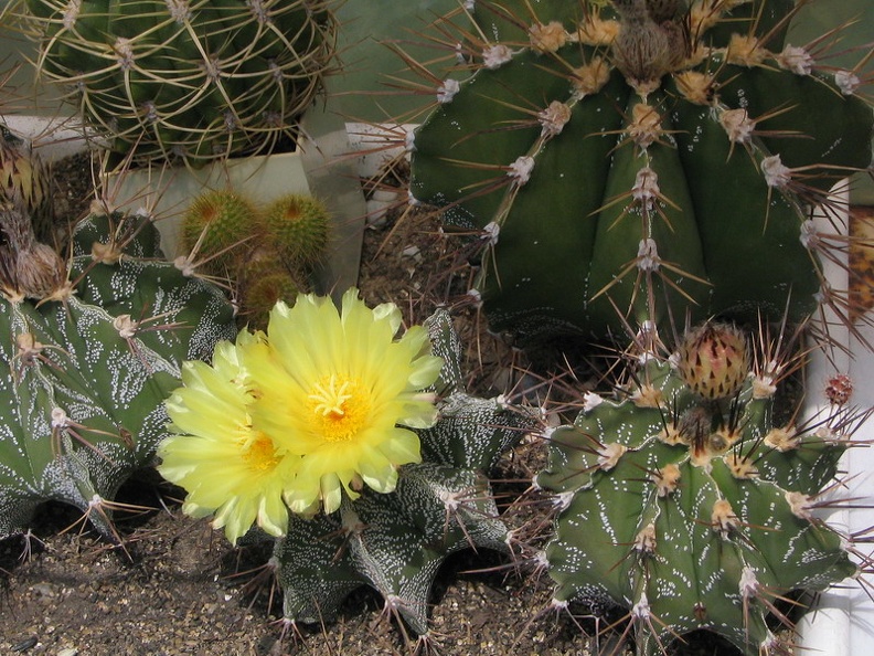 Astrophytum ornatum