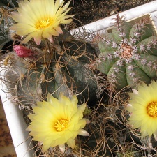 Astrophytum senile v. aureiflorum