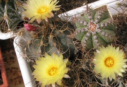 Astrophytum senile v. aureiflorum